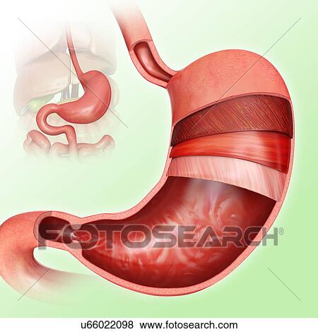 Cross section of the human stomach layers and small intestine, computer illustration. View Large Illustration Stock Illustration - Cross section of the human stomach layers and small intestine, computer illustration.. Fotosearch