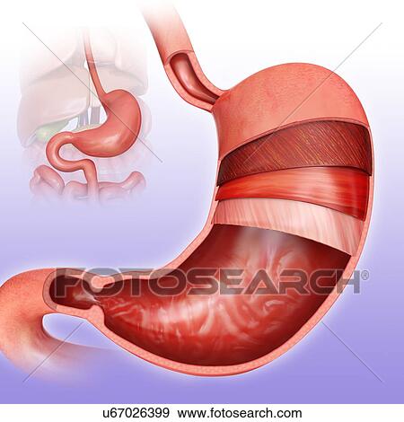 Stock Illustration - Cross section of the human stomach layers and small intestine, computer illustration.. Fotosearch