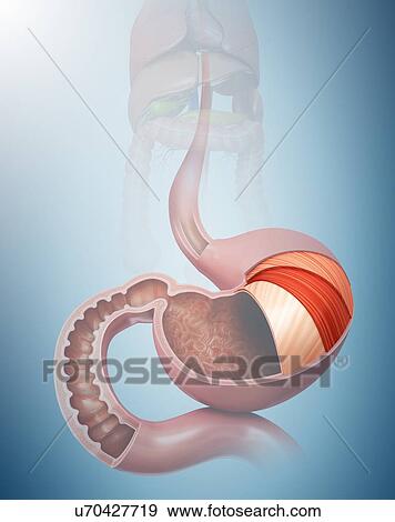 Stock Illustration - Cross section of the human stomach layers and small intestine, computer illustration.. Fotosearch