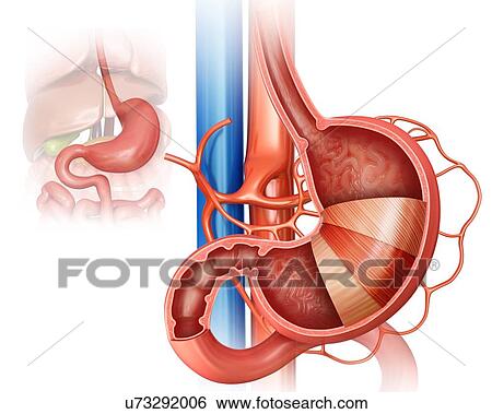 Stock Illustration - Cross section of the human stomach layers and small intestine, computer illustration.. Fotosearch
