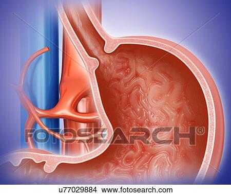 Stock Illustration - Cross section of the human stomach, computer illustration.. Fotosearch