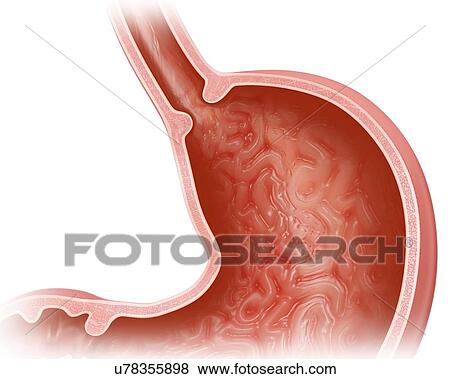 Cross section of the human stomach, computer illustration. View Large Illustration Stock Illustration - Cross section of the human stomach, computer illustration.. Fotosearch