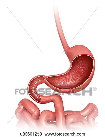 Stock Illustration - Cross section of the human stomach, computer illustration.. Fotosearch
