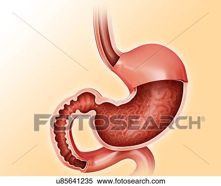 Stock Illustration - Cross section of the human stomach, computer illustration.. Fotosearch