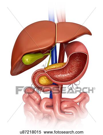 Cross section of the human stomach, computer illustration. View Large Illustration Stock Illustration - Cross section of the human stomach, computer illustration.. Fotosearch