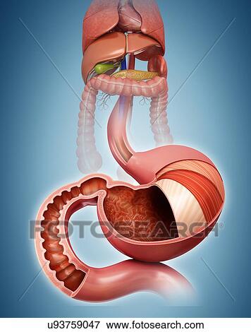 Cross section of the human stomach, computer illustration. View Large Illustration Stock Illustration - Cross section of the human stomach, computer illustration.. Fotosearch