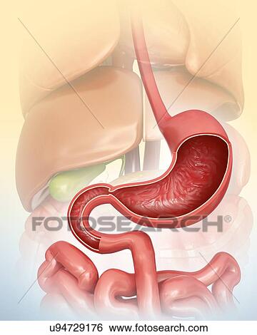 Cross section of the human stomach, computer illustration. View Large Illustration Stock Illustration - Cross section of the human stomach, computer illustration.. Fotosearch