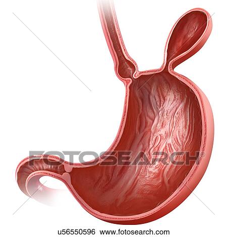 Cross section of the human stomach with a hernia, computer artwork. View Large Illustration Stock Illustration - Cross section of the human stomach with a hernia, computer artwork.. Fotosearch