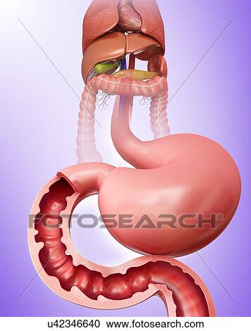 Cross section of the small intestine and stomach, computer illustration. View Large Illustration Clipart - Cross section of the small intestine and stomach, computer illustration.. Fotosearch