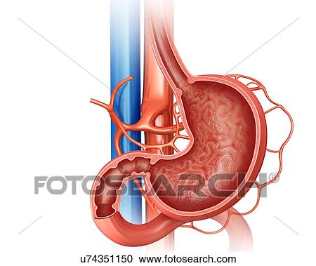 Cross section of the small intestine and human stomach, computer illustration. View Large Illustration Clipart - Cross section of the small intestine and human stomach, computer illustration.. Fotosearch