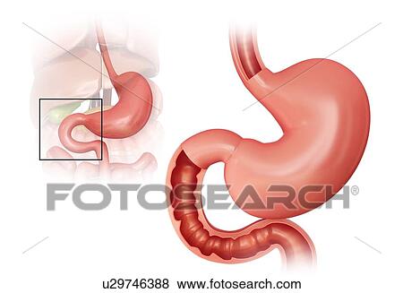 Cross section of the small intestine and human stomach, computer illustration. View Large Illustration Stock Illustration - Cross section of the small intestine and human stomach, computer illustration.. Fotosearch