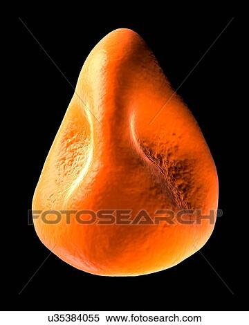 Daffodil pollen, computer illustration. View Large Illustration Stock Illustration - Daffodil pollen, computer illustration.. Fotosearch