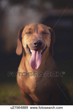 Dog with its tongue sticking out and eyes closed, animal portrait. View Large Illustration Stock Illustration - Dog with its tongue sticking out and eyes closed, animal portrait.. Fotosearch