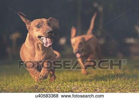 Stock Illustration - Dogs running on the grass.. Fotosearch