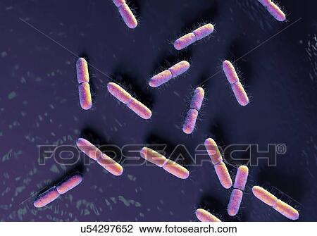 E. coli, computer illustration. View Large Illustration Drawing - E. coli, computer illustration.. Fotosearch