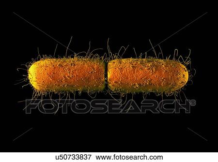 Stock Illustration - E. coli, computer illustration.. Fotosearch