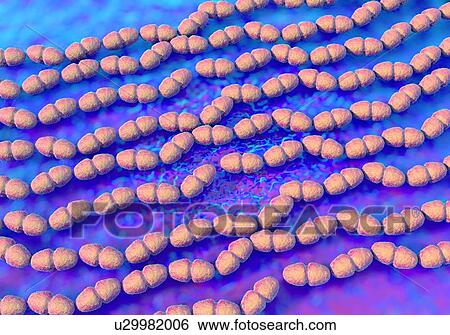 Enterococcus faecalis bacterium, computer illustration. View Large Illustration Stock Illustration - Enterococcus faecalis bacterium, computer illustration.. Fotosearch