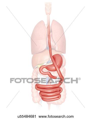 Gastric bypass, computer artwork. View Large Illustration Clip Art - Gastric bypass, computer artwork.. Fotosearch