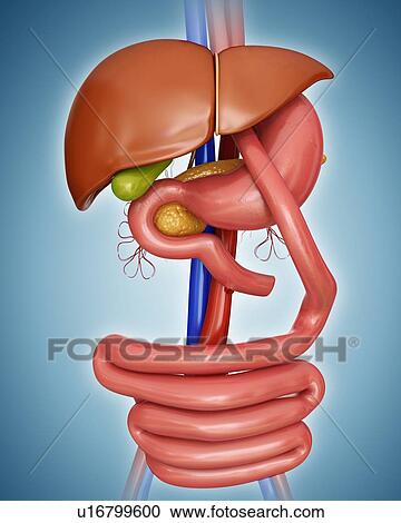 Clipart - Gastric bypass, computer artwork.. Fotosearch