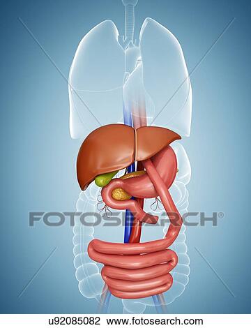 Drawing - Gastric bypass, computer artwork.. Fotosearch