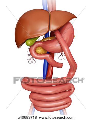Stock Illustration - Gastric bypass, computer artwork.. Fotosearch