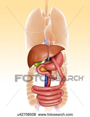 Stock Illustration - Gastric bypass, computer artwork.. Fotosearch