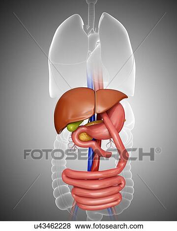 Gastric bypass, computer artwork. View Large Illustration Stock Illustration - Gastric bypass, computer artwork.. Fotosearch