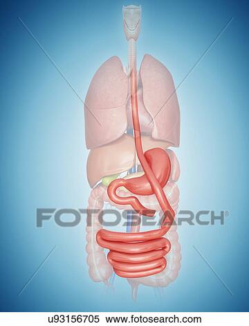 Stock Illustration - Gastric bypass, computer artwork.. Fotosearch
