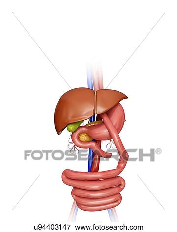 Stock Illustration - Gastric bypass, computer artwork.. Fotosearch