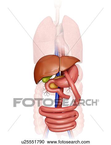 Clipart - Gastric bypass, computer illustration.. Fotosearch