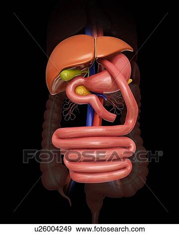 Gastric bypass, computer illustration. View Large Illustration Stock Illustration - Gastric bypass, computer illustration.. Fotosearch