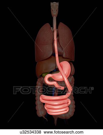 Gastric bypass, computer illustration. View Large Illustration Stock Illustration - Gastric bypass, computer illustration.. Fotosearch
