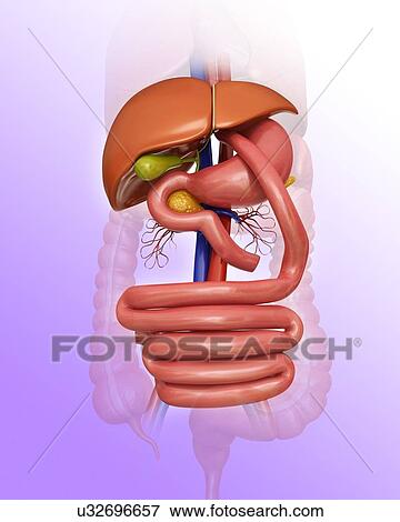 Stock Illustration - Gastric bypass, computer illustration.. Fotosearch