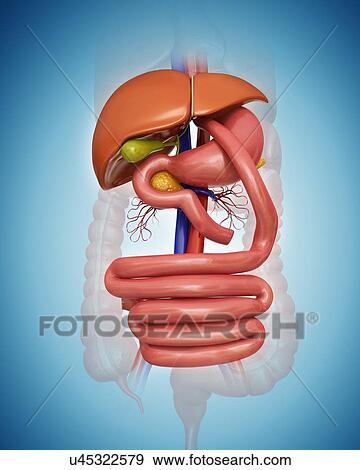 Gastric bypass, computer illustration. View Large Illustration Stock Illustration - Gastric bypass, computer illustration.. Fotosearch