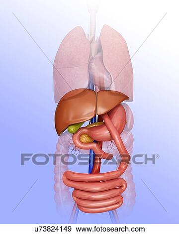 Stock Illustration - Gastric bypass, computer illustration.. Fotosearch