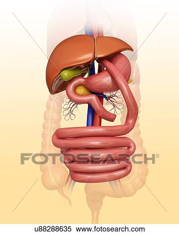 Gastric bypass, computer illustration. View Large Illustration Stock Illustration - Gastric bypass, computer illustration.. Fotosearch