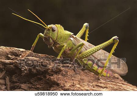 Giant grasshopper, close up. View Large Illustration Clipart - Giant grasshopper, close up.. Fotosearch
