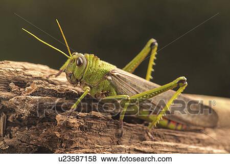 Stock Illustration - Giant grasshopper, close up.. Fotosearch