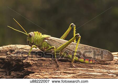 Stock Illustration - Giant grasshopper, close up.. Fotosearch