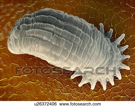 Stock Illustration - Gyrodactylus aquatic parasite, computer illustration.. Fotosearch
