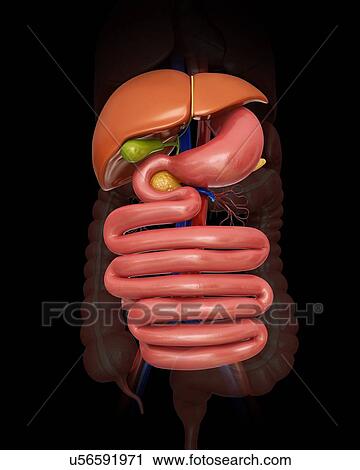 Clip Art - Human abdominal organs, computer illustration.. Fotosearch