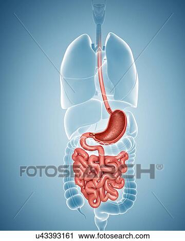 Human digestive system, computer illustration. View Large Illustration Clip Art - Human digestive system, computer illustration.. Fotosearch