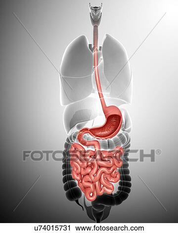 Clip Art - Human digestive system, computer illustration.. Fotosearch