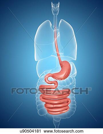 Clip Art - Human digestive system, computer artwork.. Fotosearch
