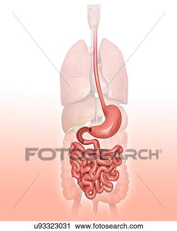 Clip Art - Human digestive system, computer artwork.. Fotosearch