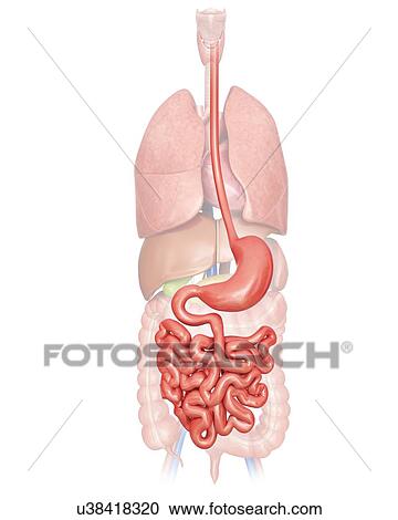 Human digestive system, computer artwork. View Large Illustration Clipart - Human digestive system, computer artwork.. Fotosearch