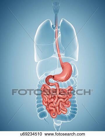 Human digestive system, computer artwork. View Large Illustration Clipart - Human digestive system, computer artwork.. Fotosearch