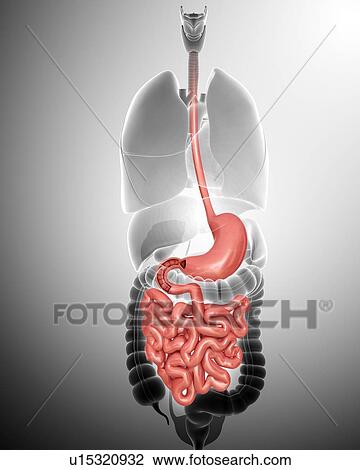 Drawing - Human digestive system, computer illustration.. Fotosearch