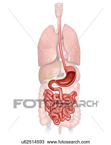 Human digestive system, computer illustration. View Large Illustration Drawing - Human digestive system, computer illustration.. Fotosearch