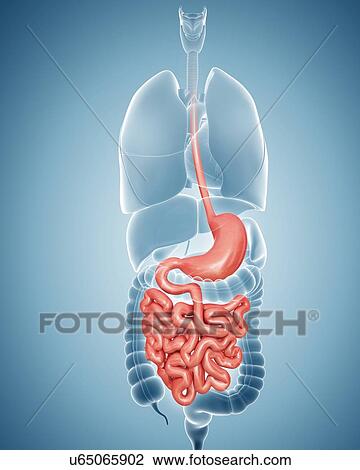 Drawing - Human digestive system, computer illustration.. Fotosearch
